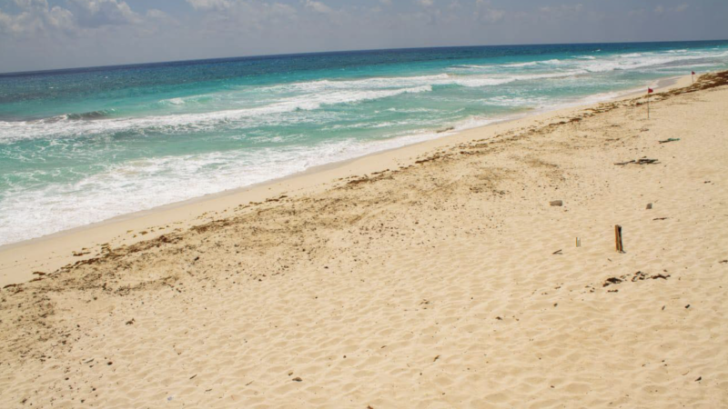 Gran trabajo de ZOFEMAT se recolectaron 6 toneladas de sargazo en la Playa del Mirador San Martín en Cozumel