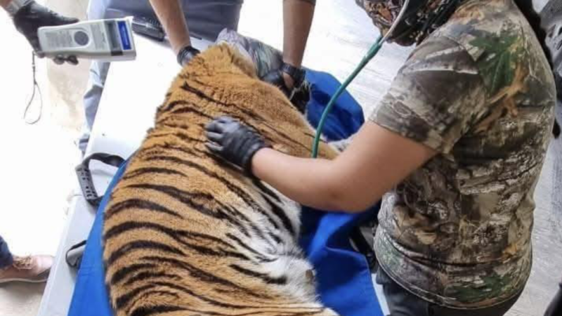 Rescatan a Tigre encontrado en un cateo en Cancún.